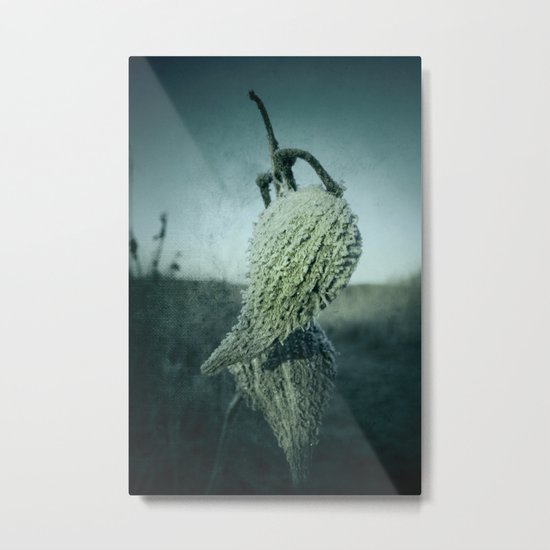 Milkweed Seed Frost Metal Print
