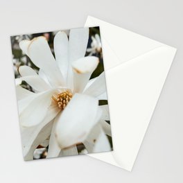 Star Magnolia Stationery Cards