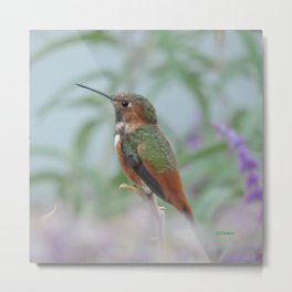 Allen's Hummingbird Sentinel Metal Print | Green, Tan, Mexicansage, Photo, Digital, Rust, Lavendar, Violet, Purple, California 