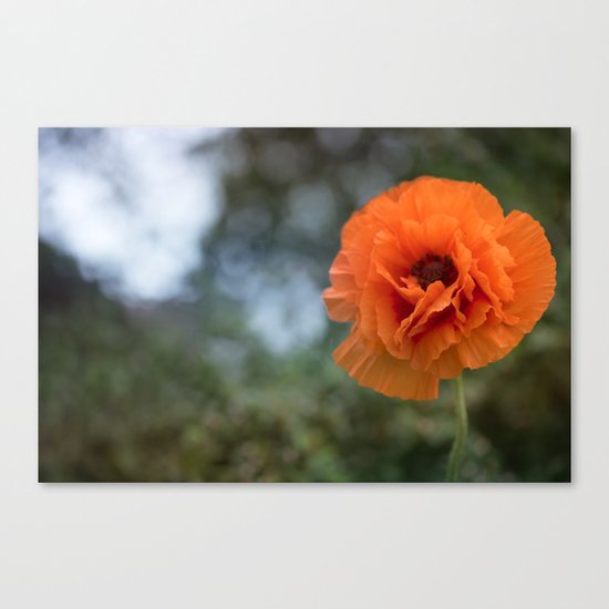 Enlightened Poppy - Poppies Flowers Flower on #Society6 Canvas Print