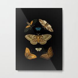 Moths Butterflies In Darkness Vintage Scientific Illustration Encyclopedia Diagram Metal Print