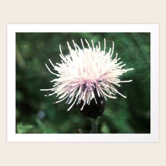 Pinky pink Art Print