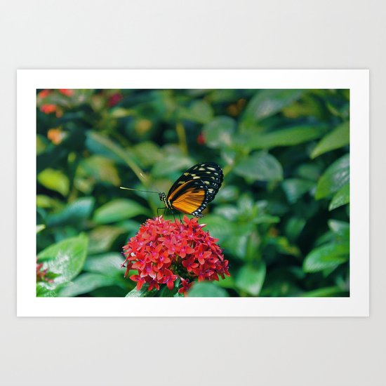 Butterfly Art Print