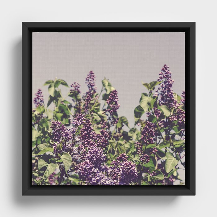 Wild Lilacs - spring floral nature photograph Framed Canvas