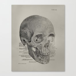 Anatomical Vintage Skull Canvas Print