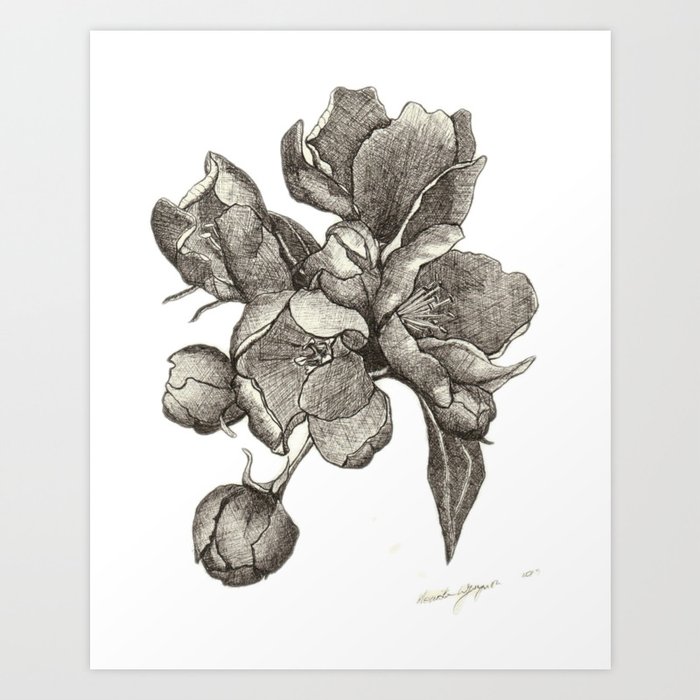 Apple Blossom Sketch Art Print
