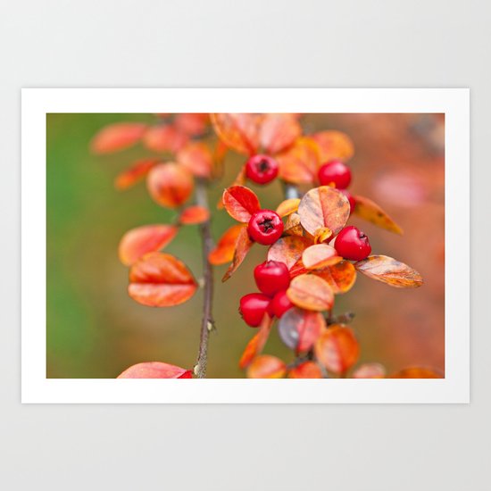 Autumnal Cotoneaster 9379 Art Print