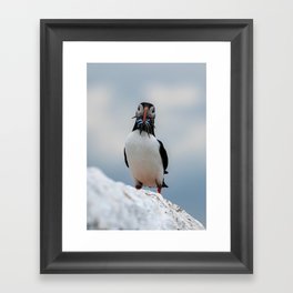 Puffin with Beak full of sand eel fish on whitewashed wall Framed Art Print