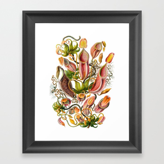 Ernst Haeckel Nepenthaceae Pitcher Plant Framed Art Print