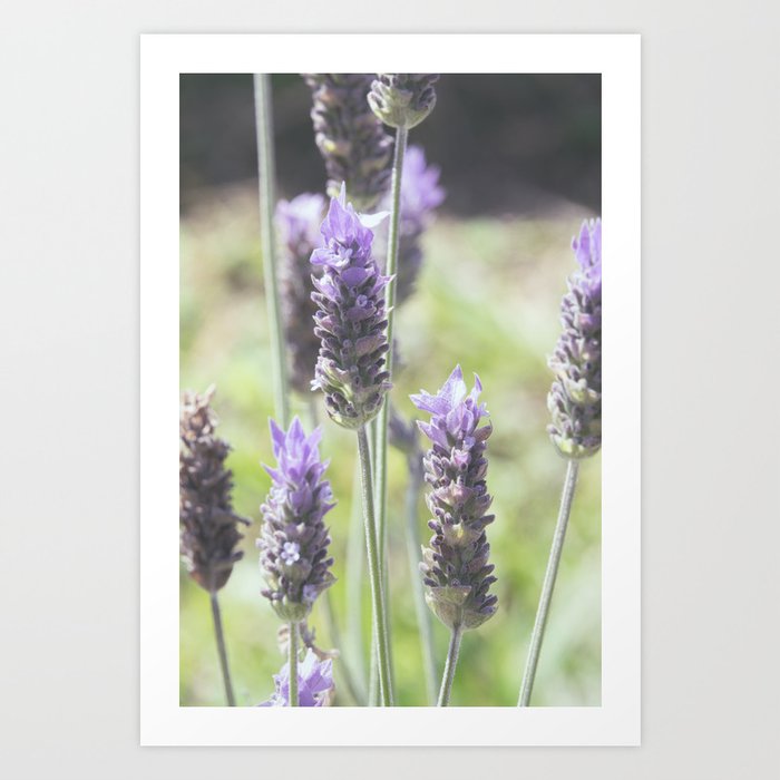 Lavender Close Up - Fragrant Purple Flower Symbol of Tranquility Art Print