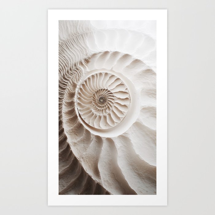 Ammonite Art Print
