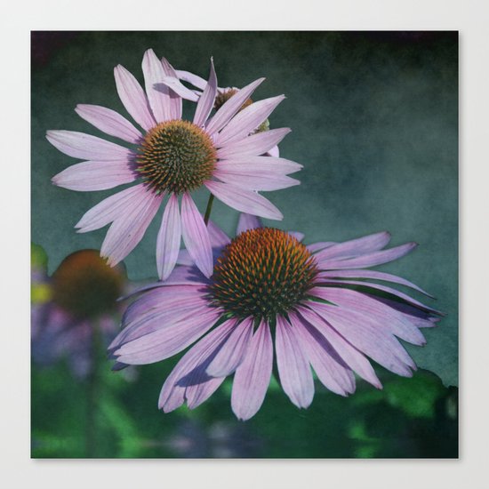 Beautiful summer with pink Echinacea / Daisy flowers Canvas Print
