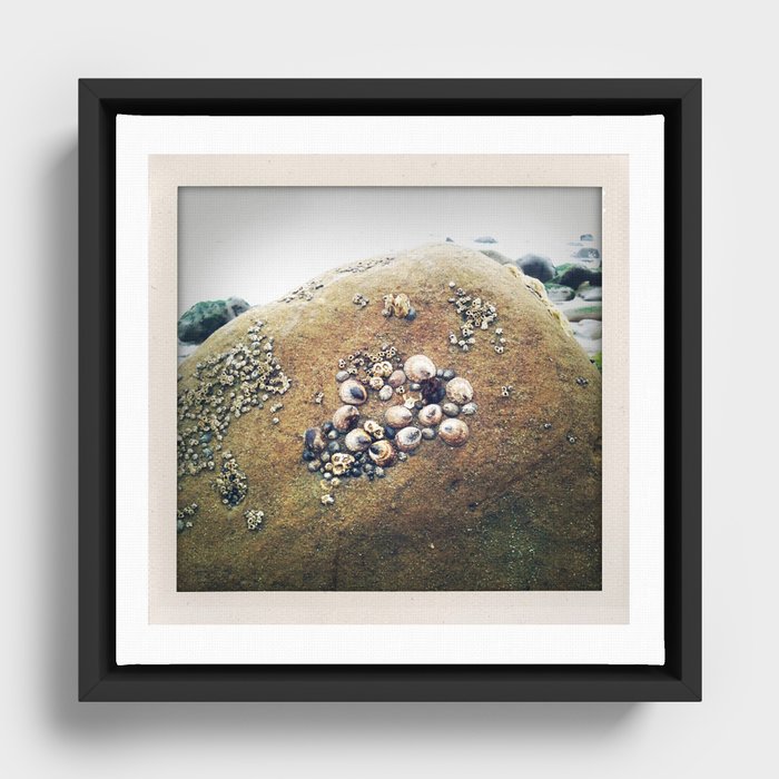 California Coast III: Beach photo of shell-covered rock, perfect for your wall or as a gift! Framed Canvas
