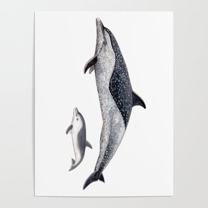 Pantropical spotted dolphin Poster