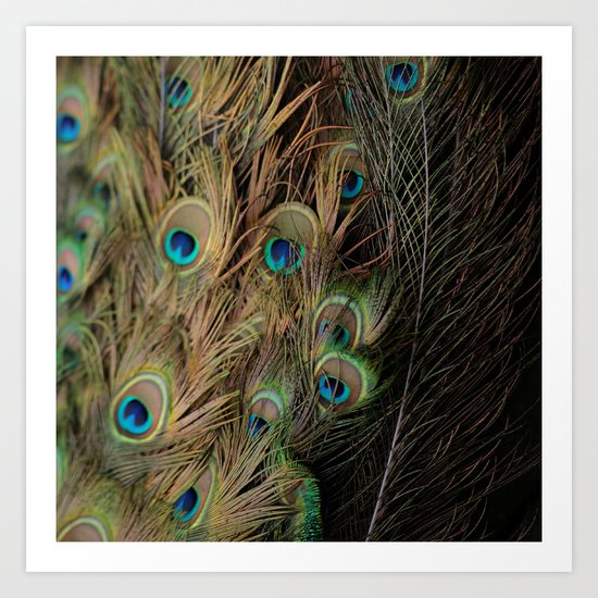 Peacock #1 Art Print
