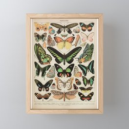 Papillon II Vintage French Butterfly Chart by Adolphe Millot Framed Mini Art Print