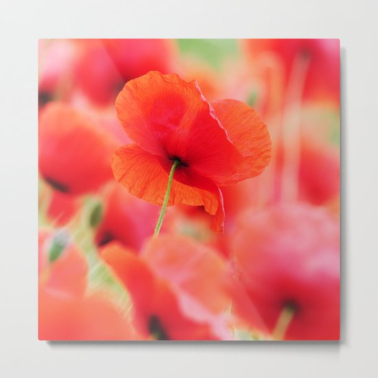 Energie Poppy Metal Print