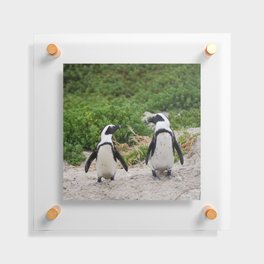 South Africa Photography - Two Small Penguins At The Beach Floating Acrylic Print