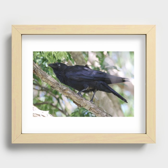 Torresian Crow Recessed Framed Print