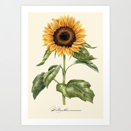Sunflower Vintage Illustration Art Print