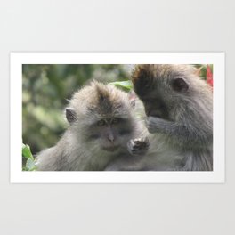 Chinese Whispers Art Print | Rinjani, Adventure, Macaque, Indonesia, Wildlife, Hiking, Outdoors, Nature, Grey, Long Tailedgrey 