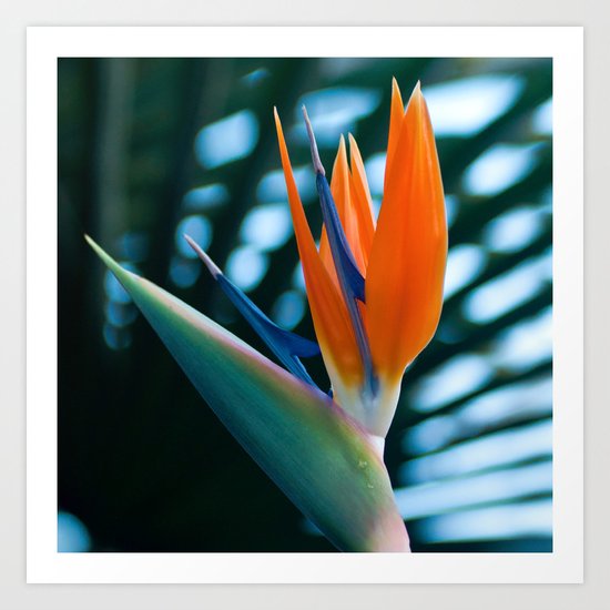 Bird of Paradise Art Print