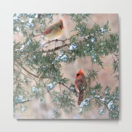 Winter Pair Cardinals (sq) Metal Print | Northerncardinal, Photo, Evergreens, Green, Holidays, Winter, Cardinal, Red, Cardinals, Wldlife 