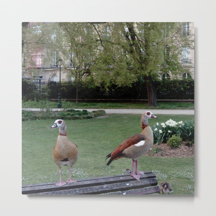 Nature and landscape 7 with ducks Metal Print