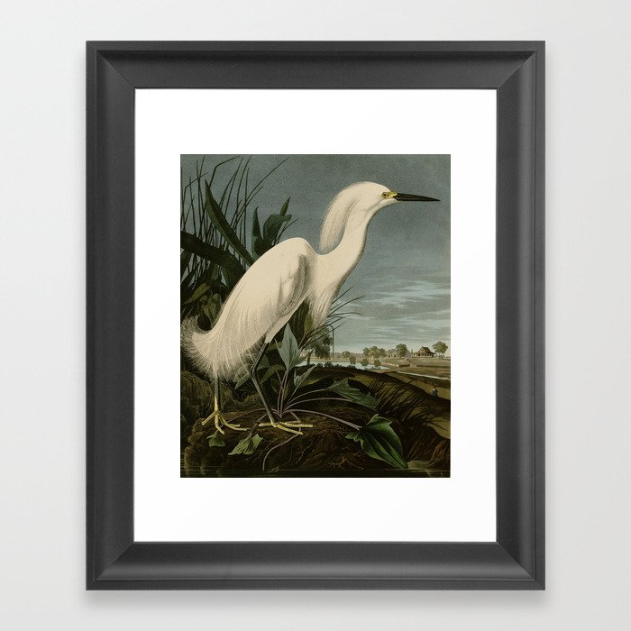 Snowy Heron or White Egret from Audubon Birds of America Framed Art Print