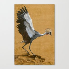 Grey Crowned Crane Canvas Print