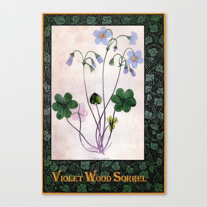 Violet Wood Sorrel Canvas Print