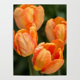 Four Brilliant Tulips Poster