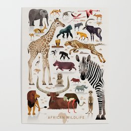 African wildlife986044 Poster