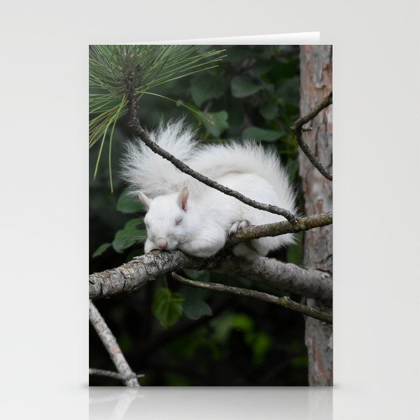 Sleeping Lily the beautiful White Albino Squirrel Stationery Cards