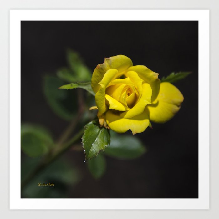 Yellow Rose Art Print by christinarollo | Society6