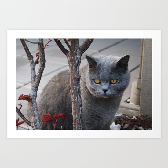 Grey Cat Art Print