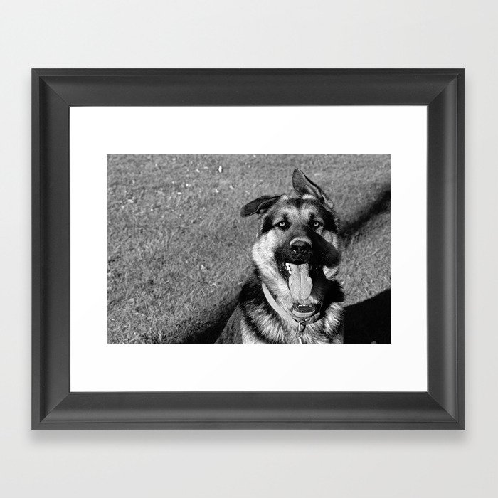 A Dog's Stunning Stare Framed Art Print