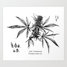 Cannabis Sativa Art Print