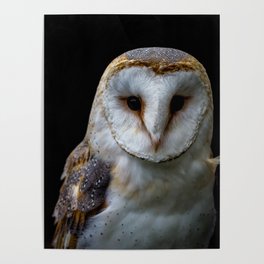 Barn owl Poster