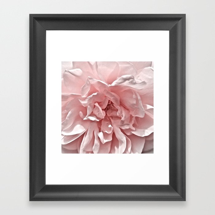 Pink Blush Rose Framed Art Print