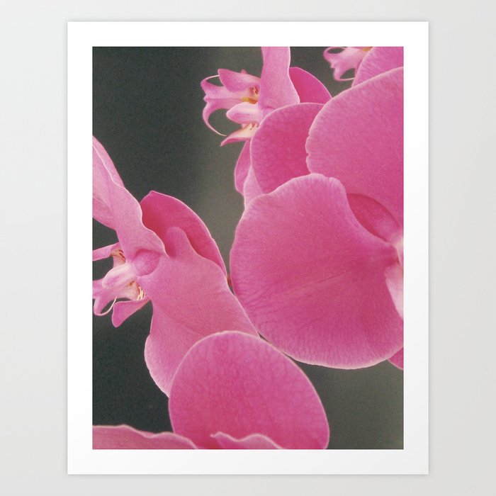 Abstract Orchids Art Print