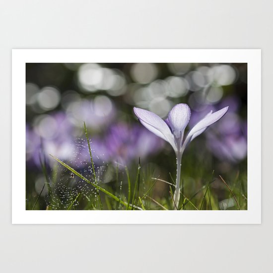 Blue Spring Flower Crocus - Floral Art Print