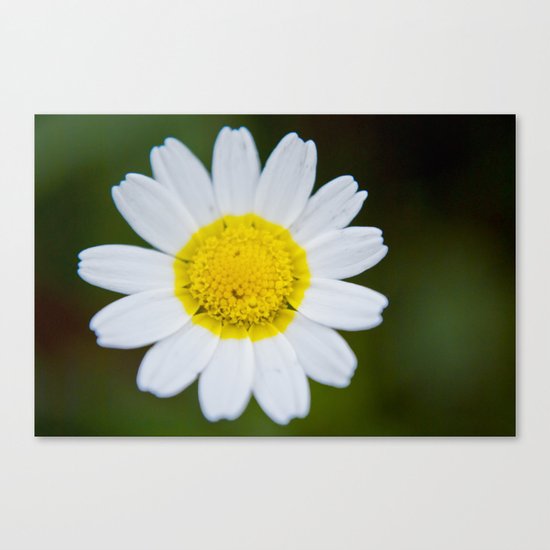 Miss Daisy Canvas Print
