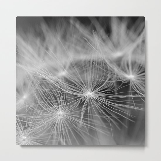 Dandelion Metal Print