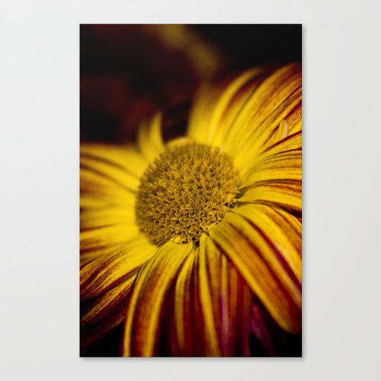 Yellow flower - Photo Canvas Print