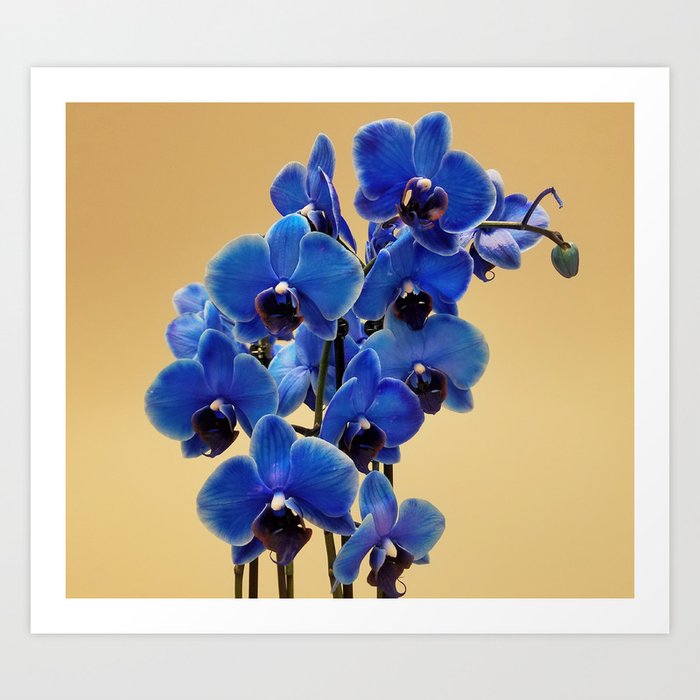 Orchid Painting Canvas Set