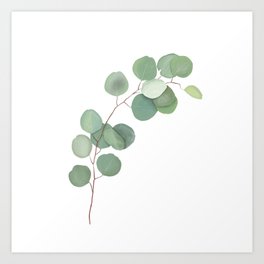 Eucalyptus leaves Art Print