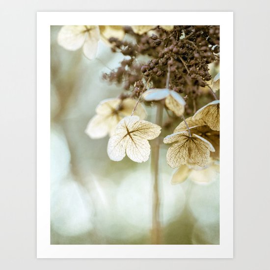 hydrangea Art Print