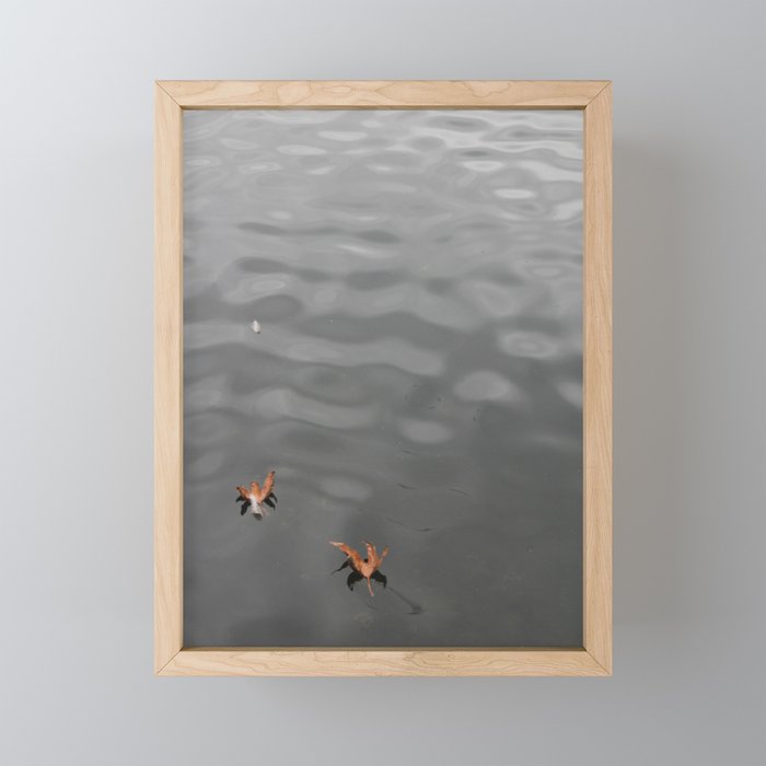Leaves floating in pond - Westlake Village, California Framed Mini Art Print
