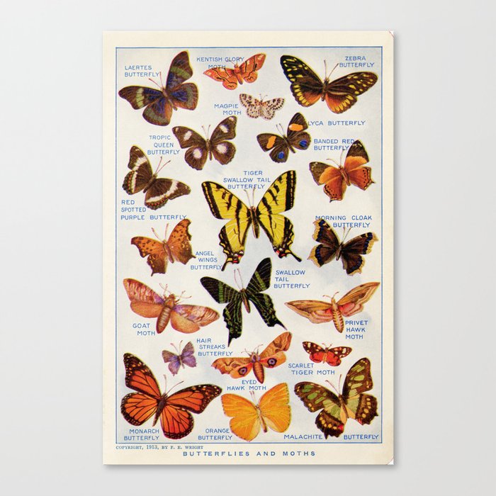 Vintage Butteryfly and Moth Illustration, 1920s Dictionary Page Canvas Print